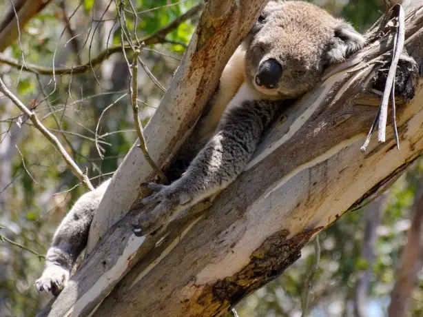 Aus vic phillip island koala hugo kruip unsplash