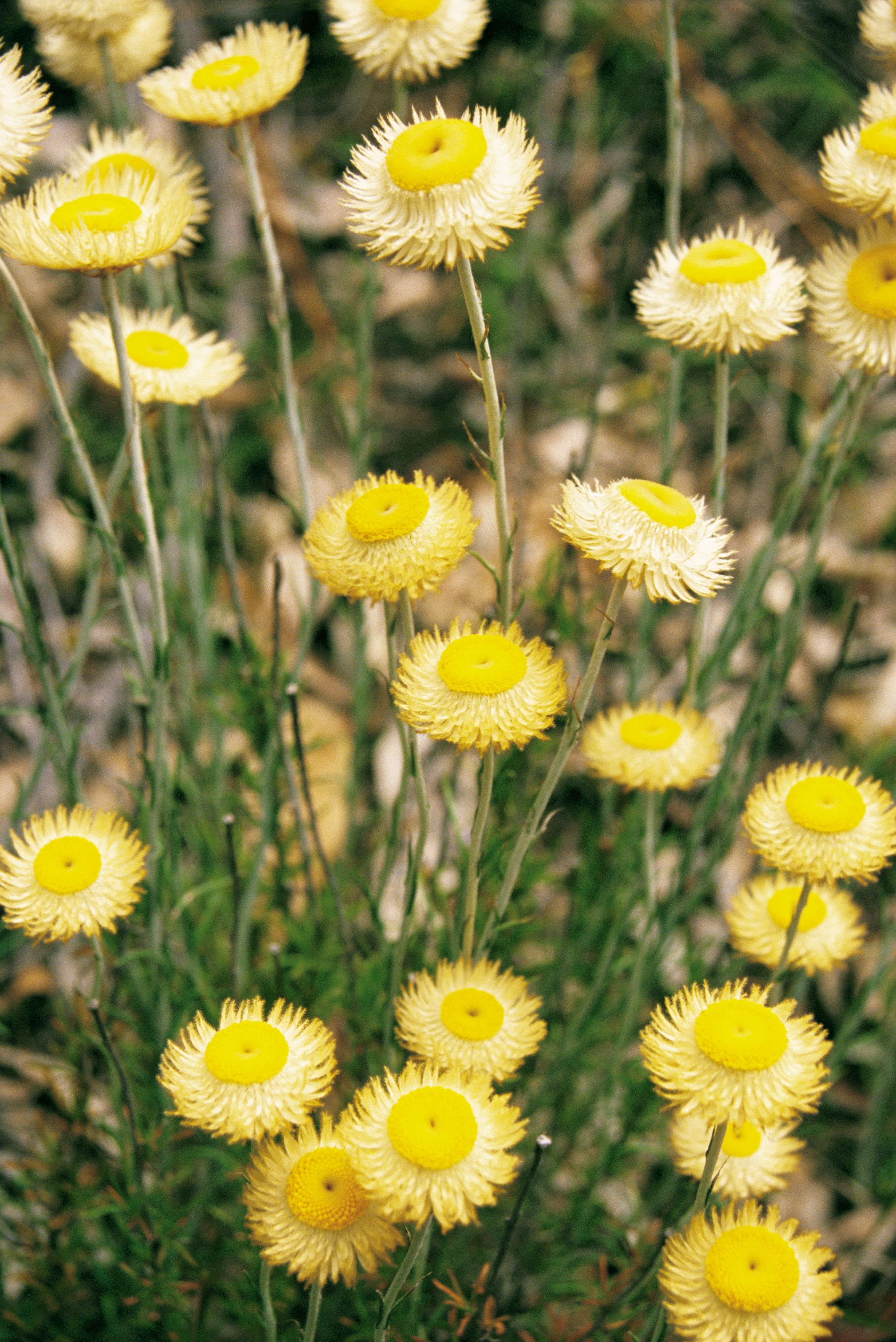 Aus vic wild flowers grampians
