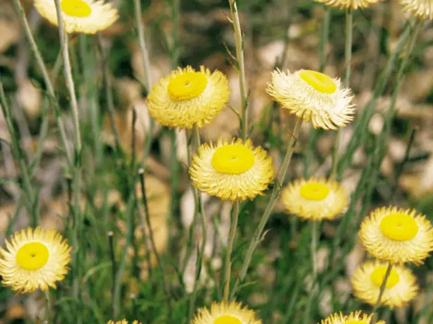 Aus vic wild flowers grampians