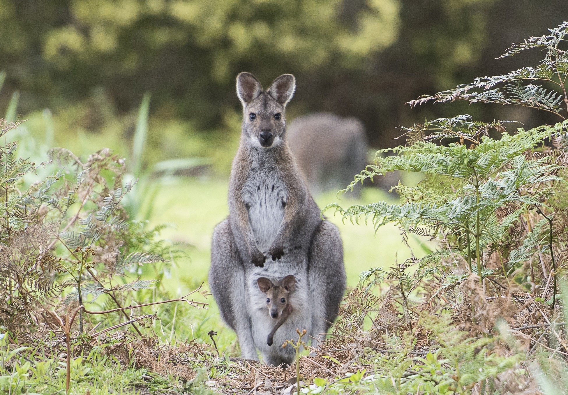 Aus victoria wallaby with joey near great ocean road