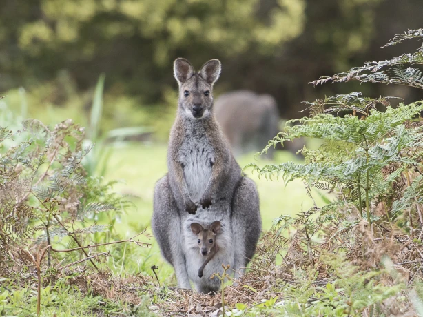 Aus victoria wallaby with joey near great ocean road