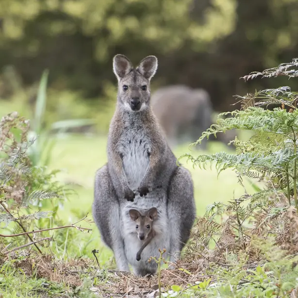 Aus victoria wallaby with joey near great ocean road