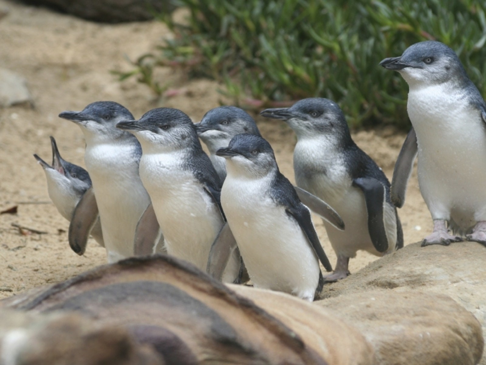 Aus phillip island penguins example trip