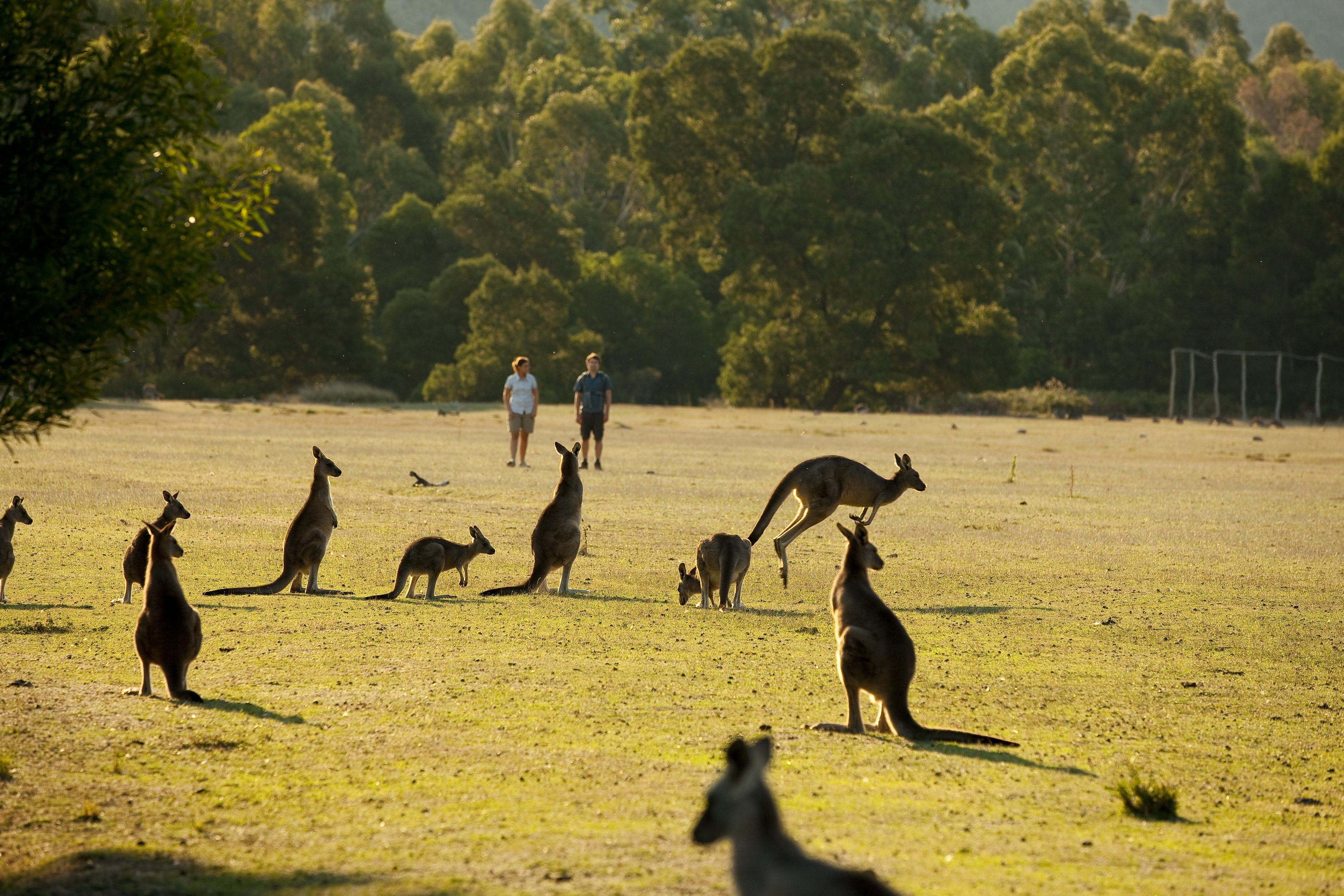 Grampians kangaroos