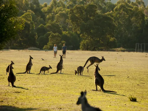 Grampians kangaroos