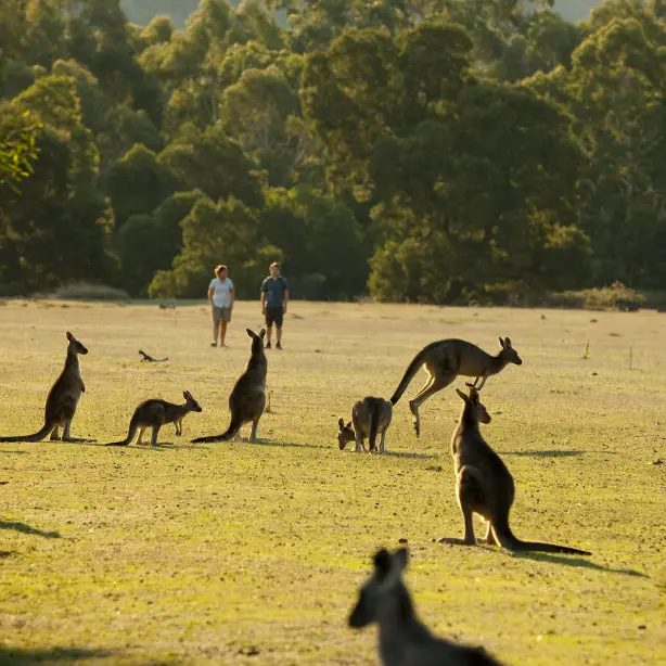 Grampians kangaroos