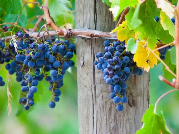 5541 Winery tour Mornington Peninsula 1601562551 grapes on post 1030x668 1