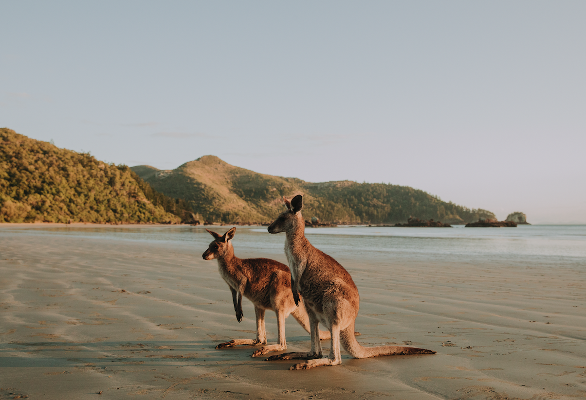 Australien Queensland Kängurus