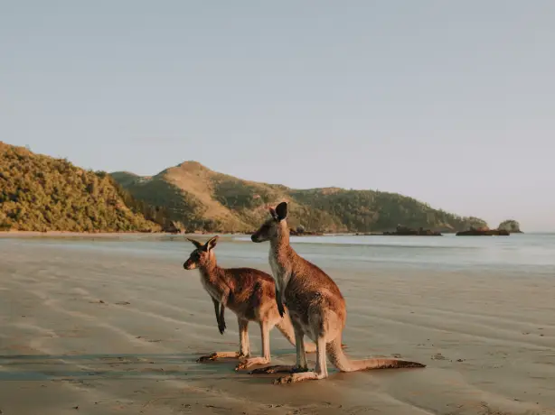 Australien Queensland Kängurus