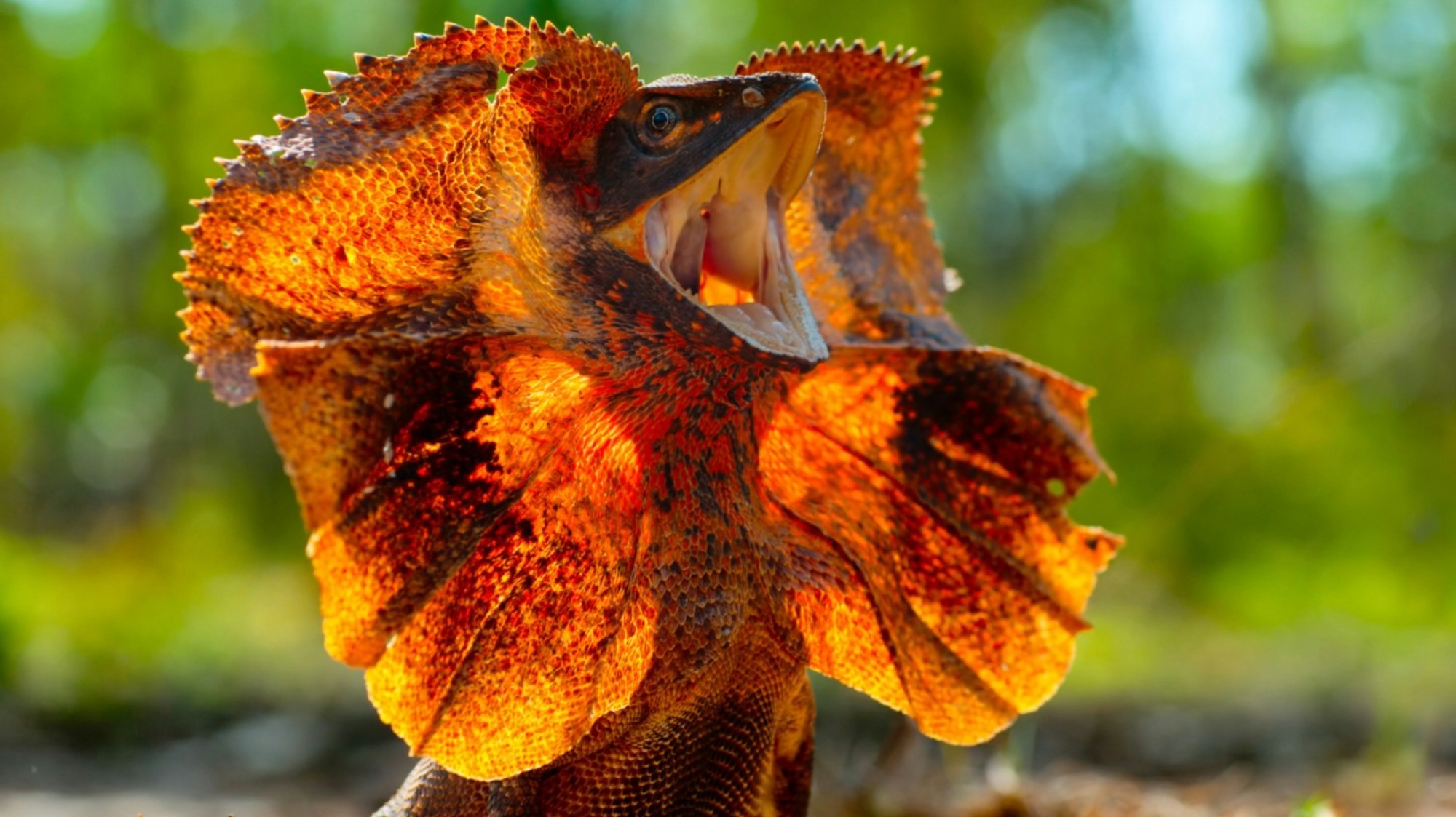 Australian frilled lizard