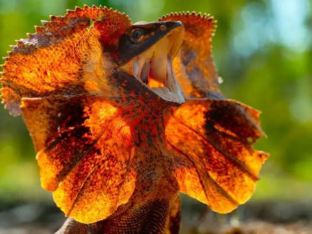 Australian frilled lizard