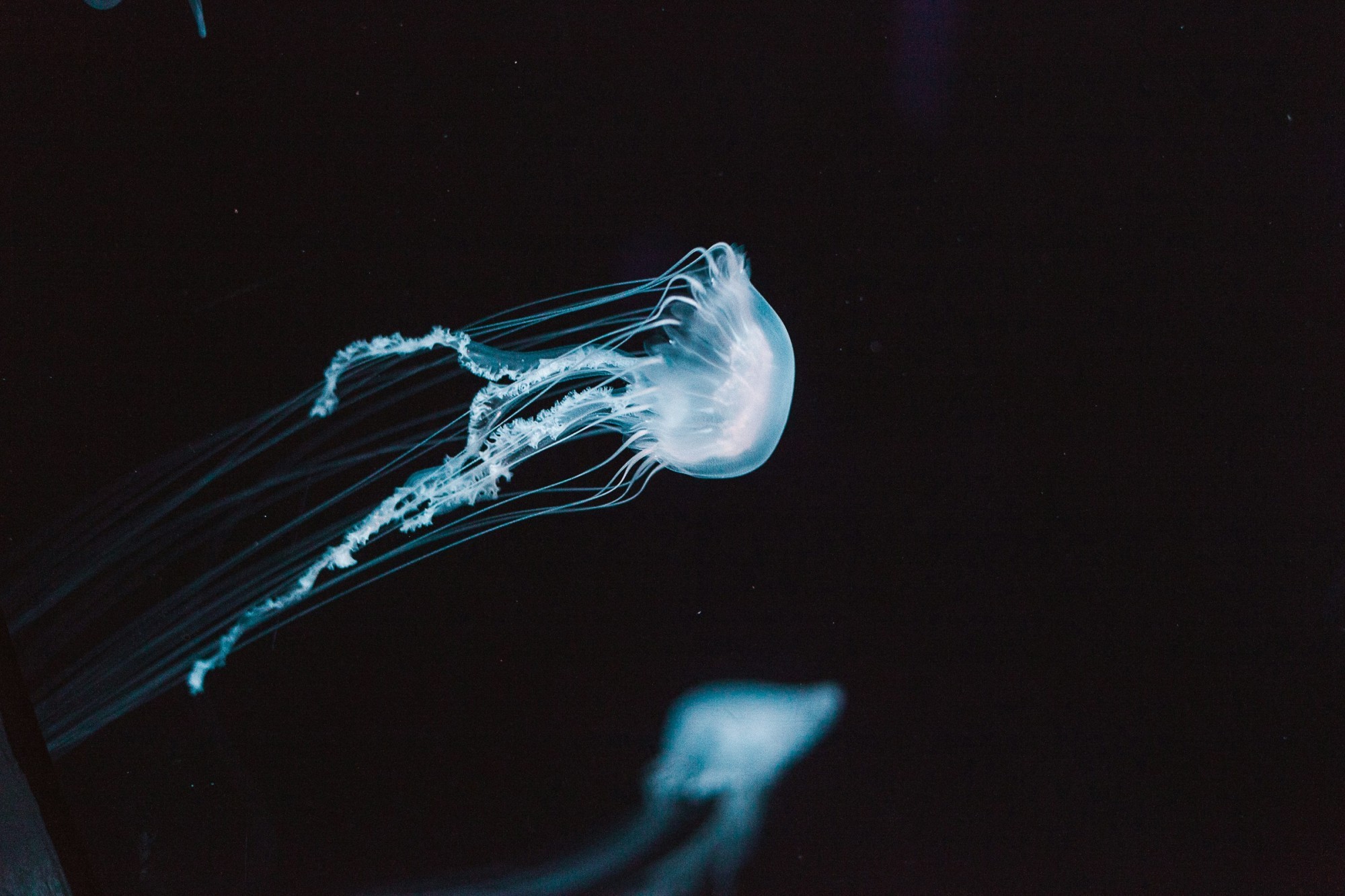 Bioluminescent jellyfish