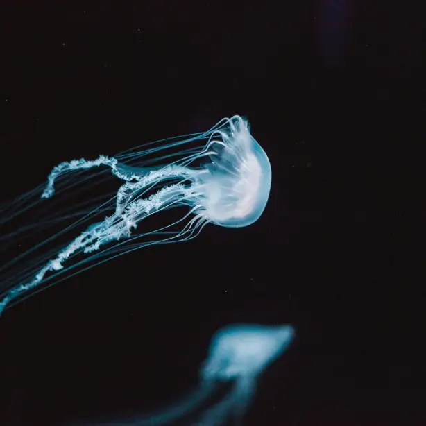 Bioluminescent jellyfish