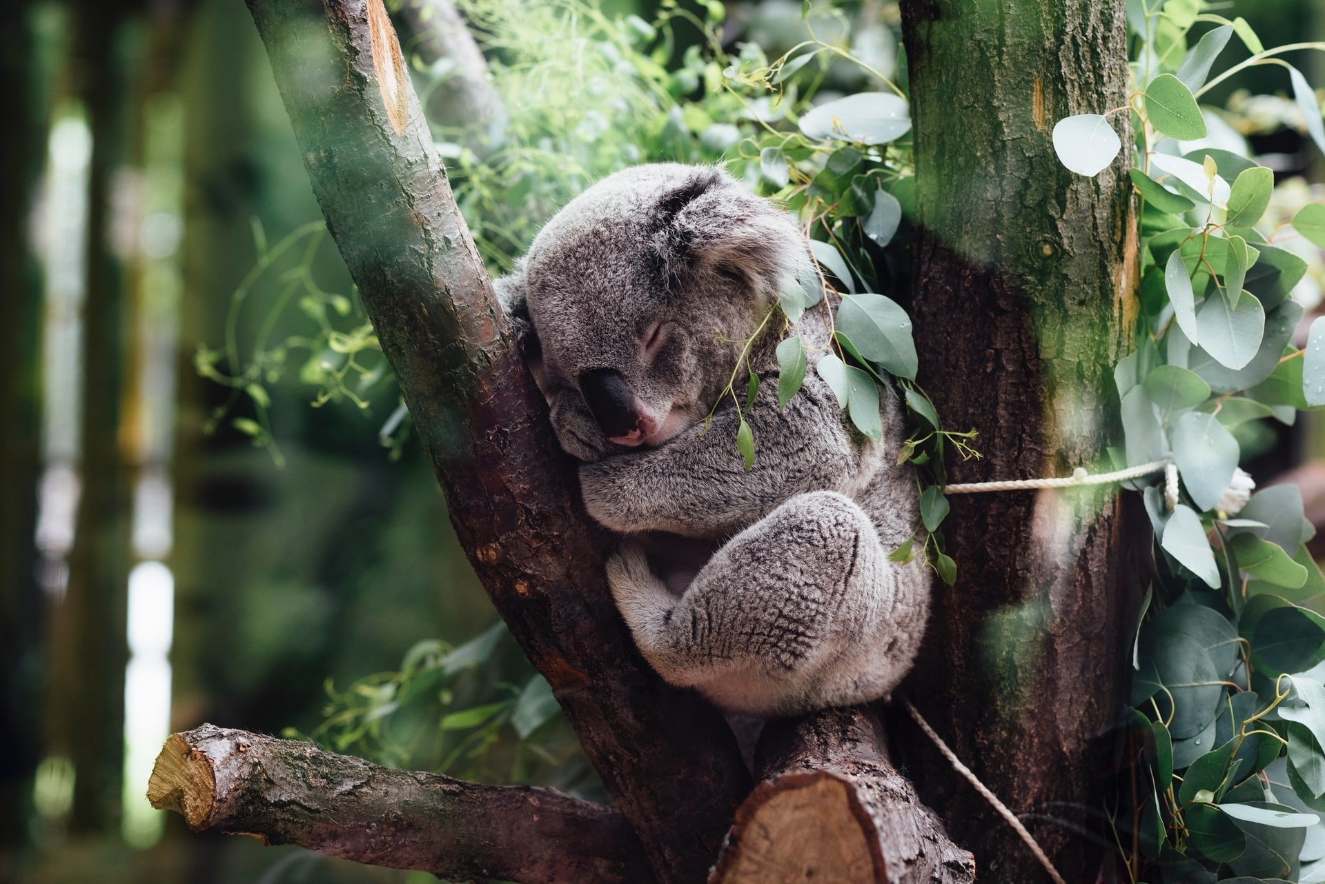 Australien Koala