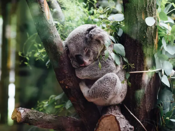 Australien Koala
