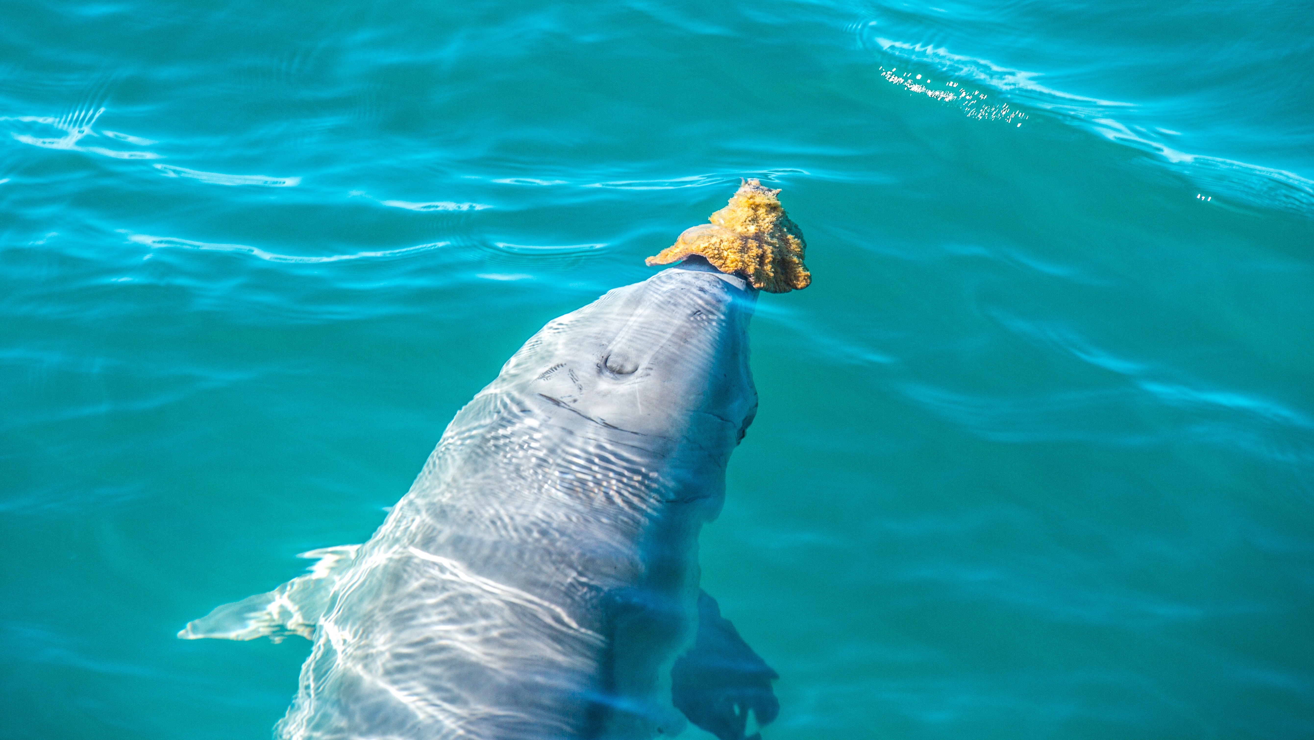 Aus wa Dolphins at Monkey Mia credit Greg Snell 2