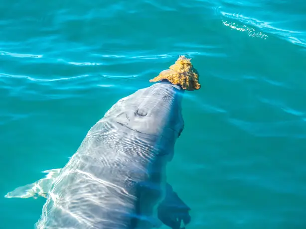 Aus wa Dolphins at Monkey Mia credit Greg Snell 2