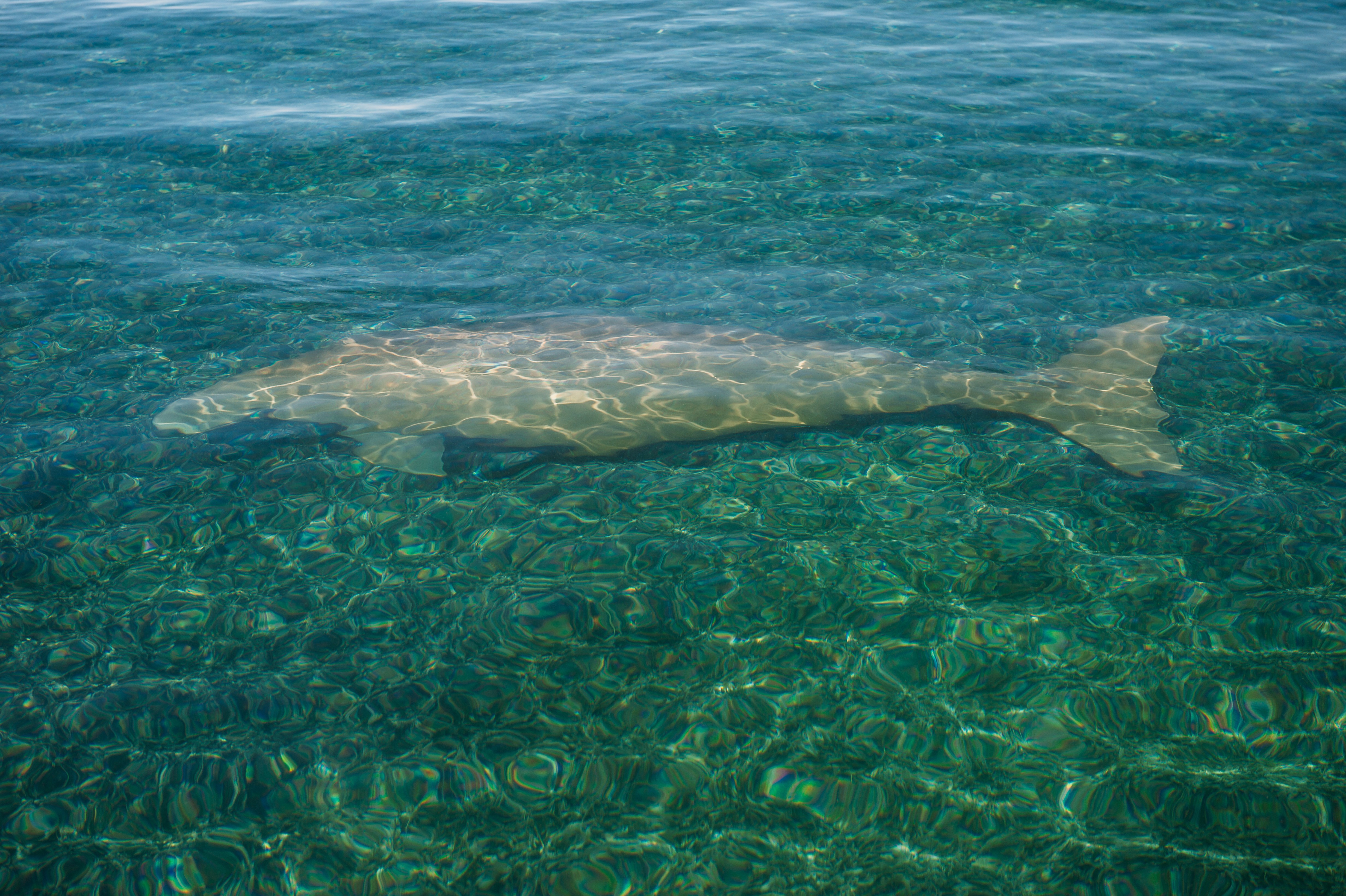 Aus wa Dugong Dugong dugon near Dirk Hartog Island National Park credit Tourism Western Australia