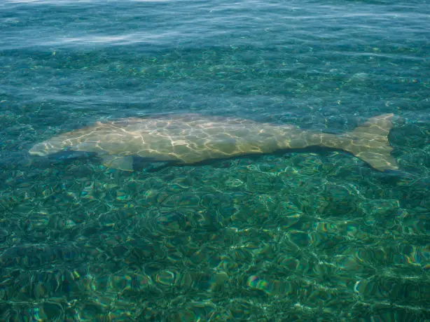 Aus wa Dugong Dugong dugon near Dirk Hartog Island National Park credit Tourism Western Australia
