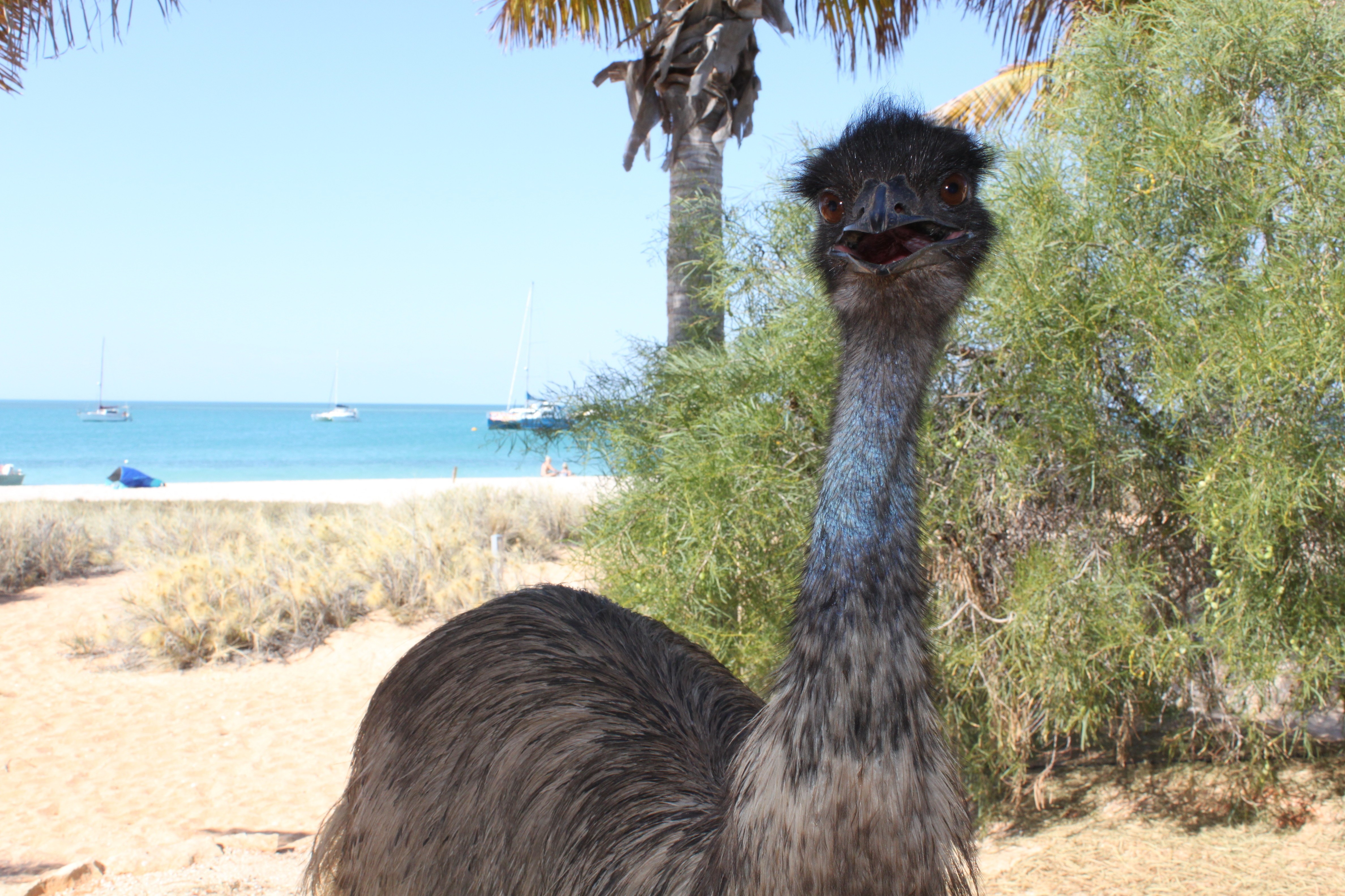 Aus wa Emu at Monkey Mia credit Tourism Western Australia