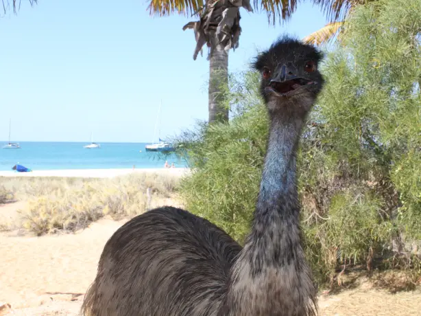 Aus wa Emu at Monkey Mia credit Tourism Western Australia