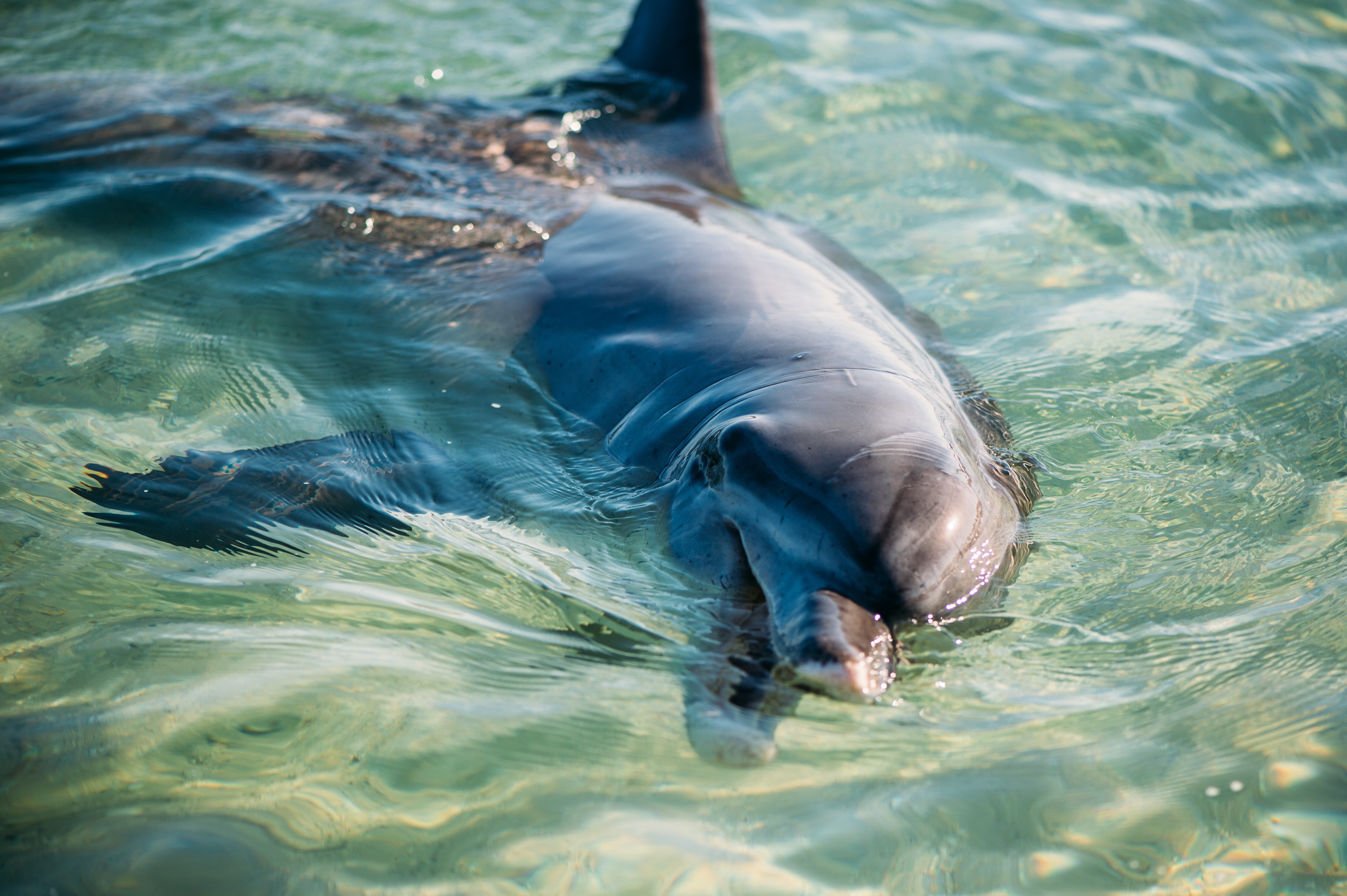 Aus wa Monkey Mia Dolphin