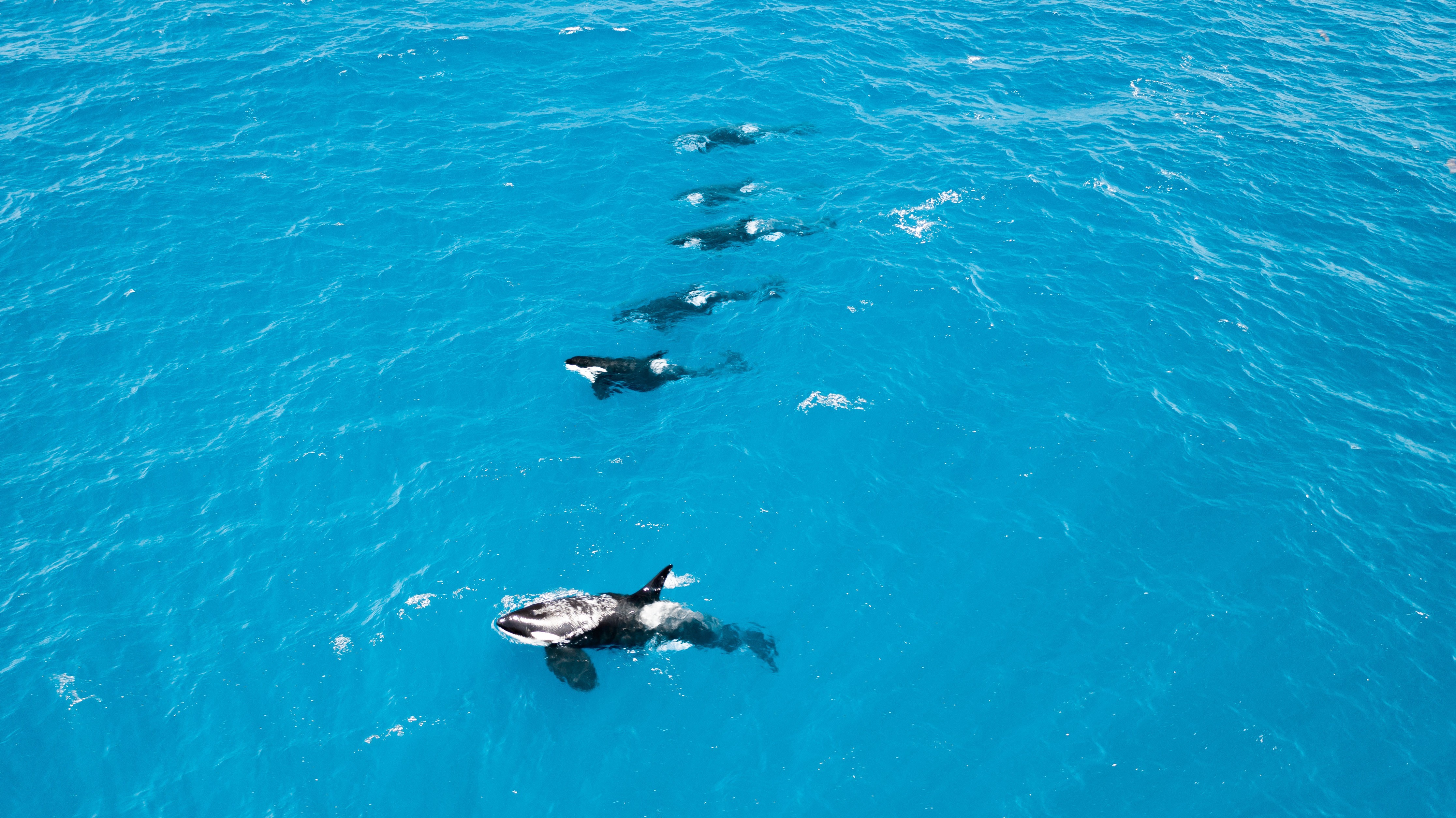 Australien Westaustralien Orcas schwimmen vor der Küste der Bremer Bucht