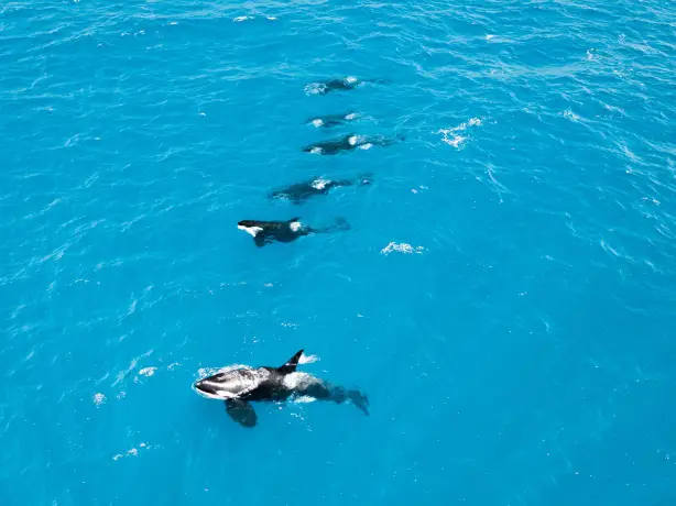 Australien Westaustralien Orcas schwimmen vor der Küste der Bremer Bucht