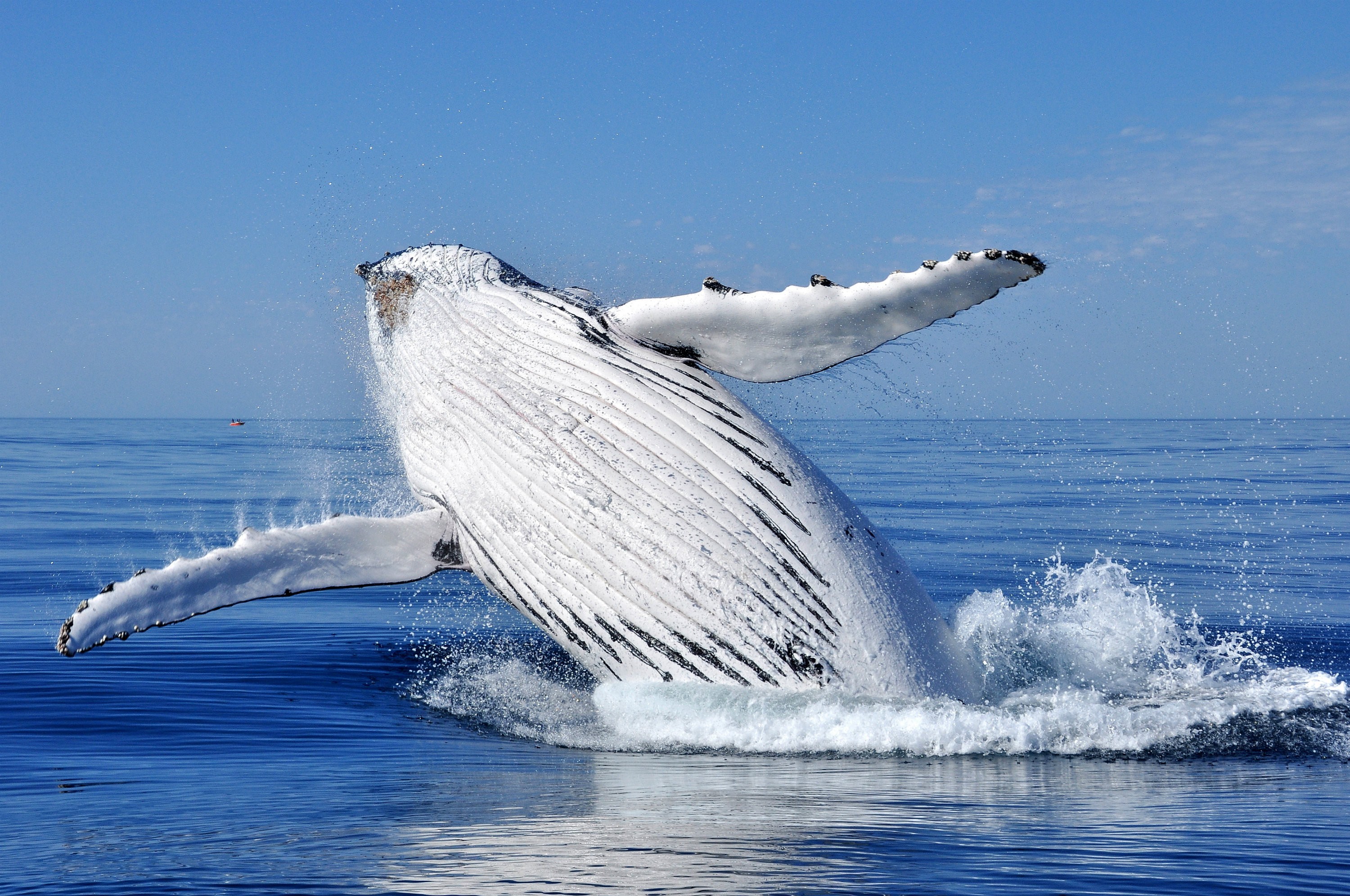 Aus wa Whale watching near Busselton credit David Ashley