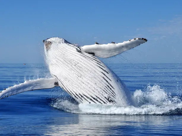 Aus wa Whale watching near Busselton credit David Ashley