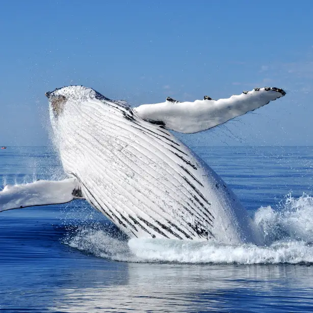 Aus wa Whale watching near Busselton credit David Ashley