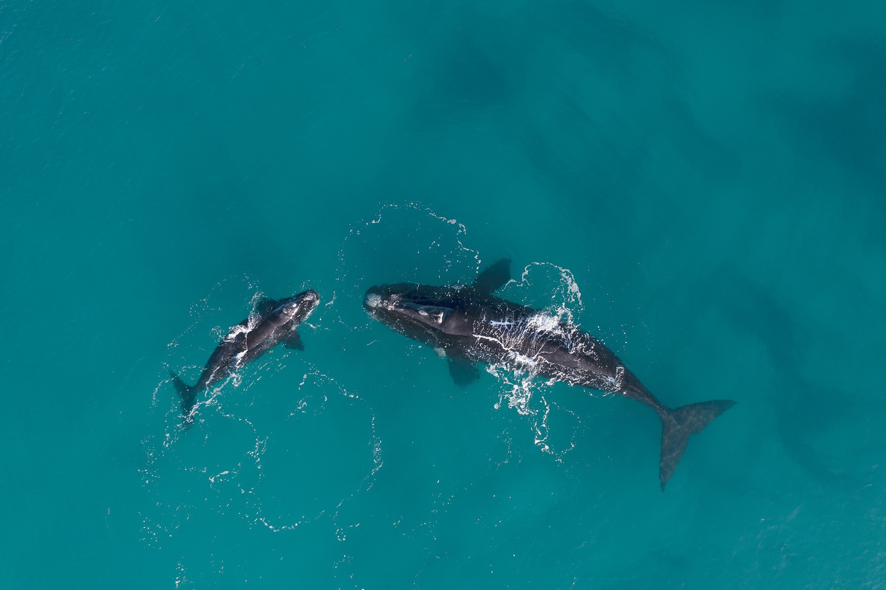 Aus wa Whales swimming Cape Arid National Park Coastline credit Tourism Western Australia 1