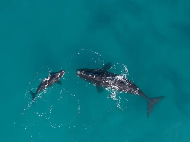 Aus wa Whales swimming Cape Arid National Park Coastline credit Tourism Western Australia 1
