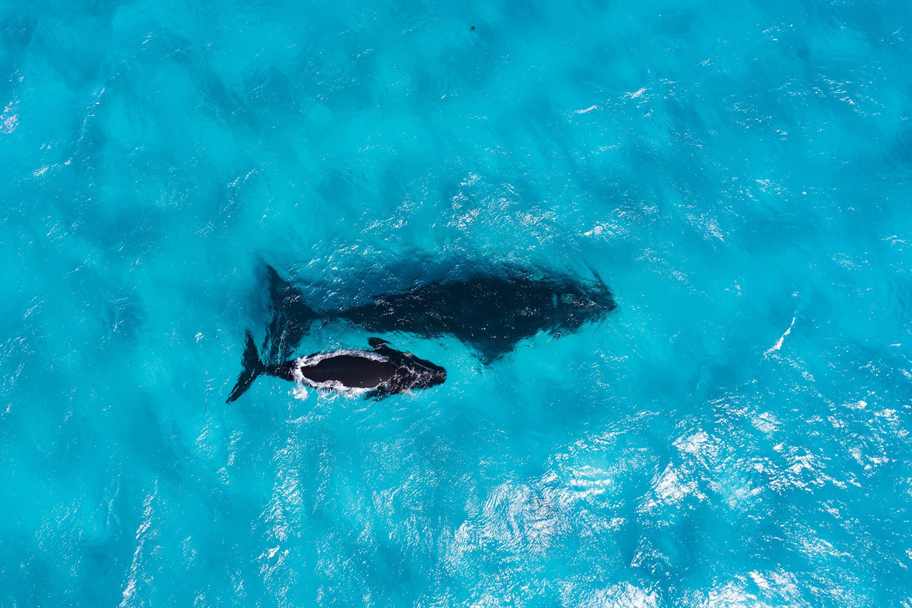 Aus wa Whales swimming Cape Arid National Park Coastline credit Tourism Western Australia