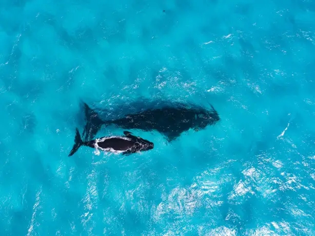 Aus wa Whales swimming Cape Arid National Park Coastline credit Tourism Western Australia