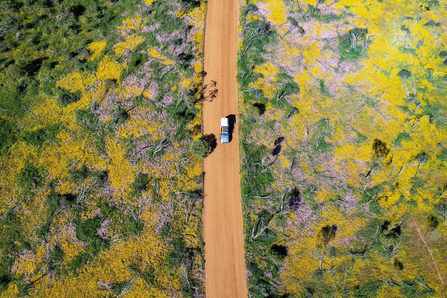 Australien Westaustralien Wildblumen Coalseam Conservation Park