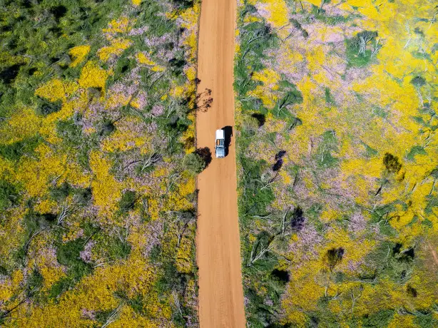 Australien Westaustralien Wildblumen Coalseam Conservation Park