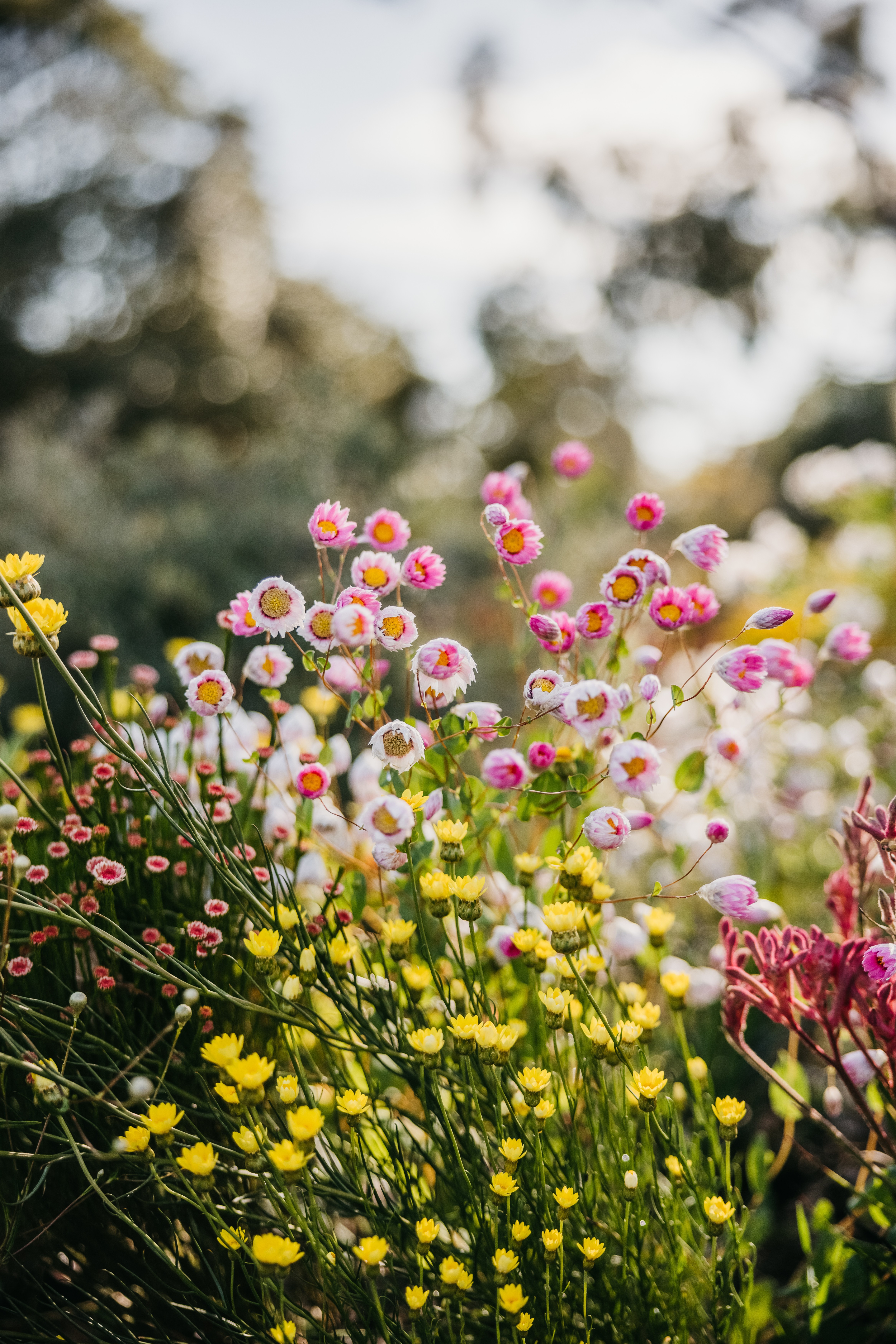Aus wa Wildflowers Kings Park and Botanical Garden