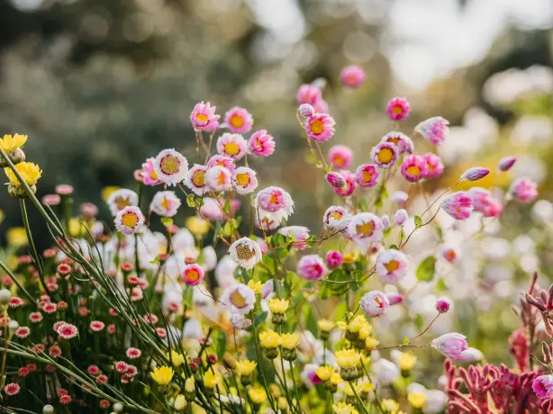 Aus wa Wildflowers Kings Park and Botanical Garden