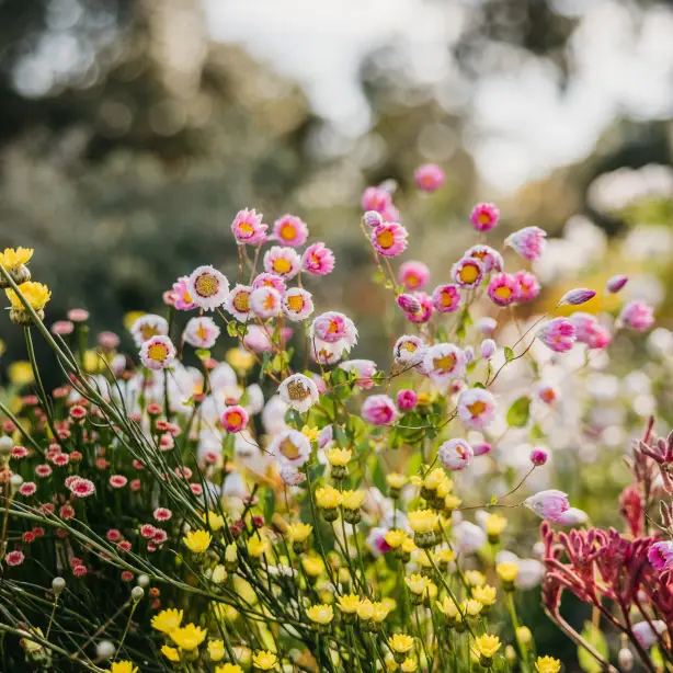 Aus wa Wildflowers Kings Park and Botanical Garden