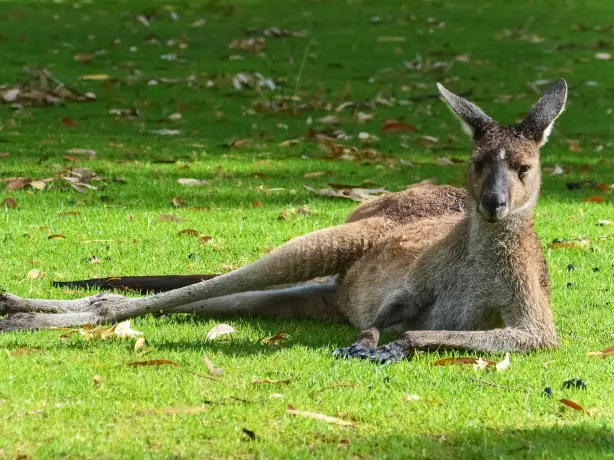 Kangaroo