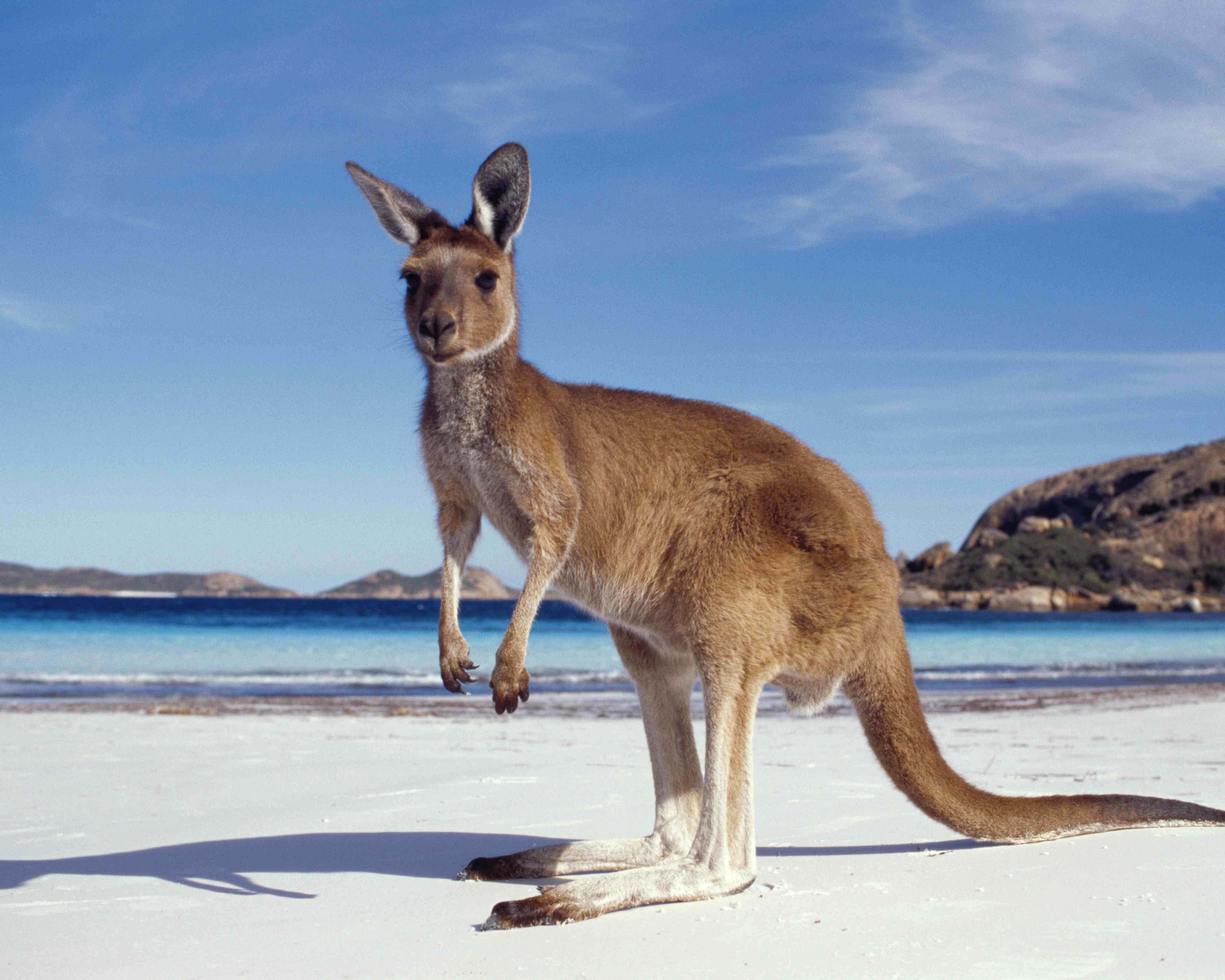 AUS West Esperance kangaroo
