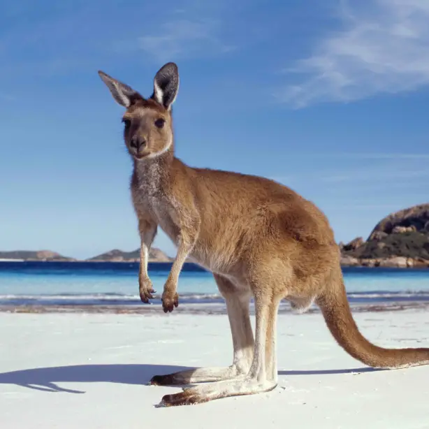 AUS West Esperance kangaroo