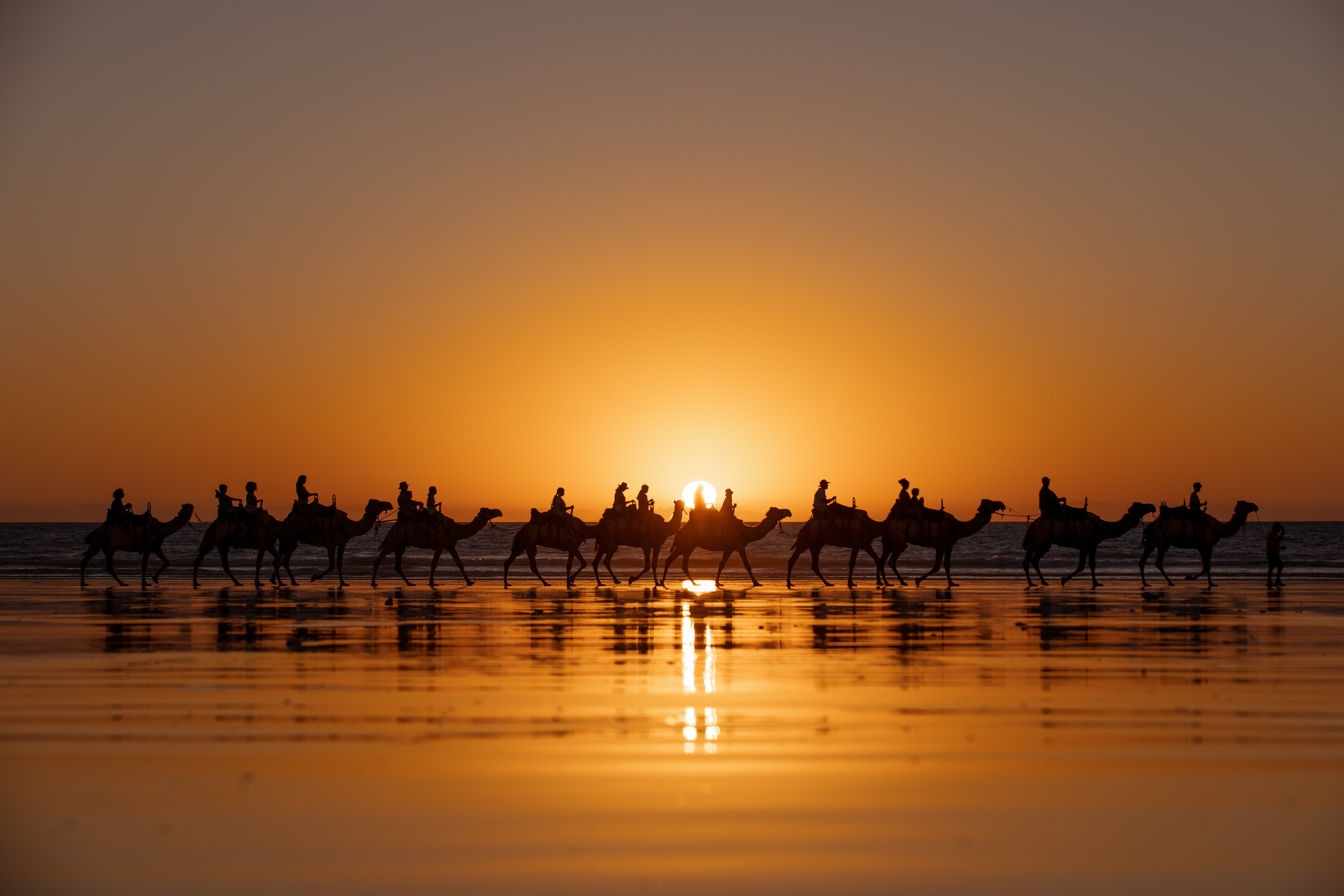 Aus wa Camels at sunset on Cable Beach Broome