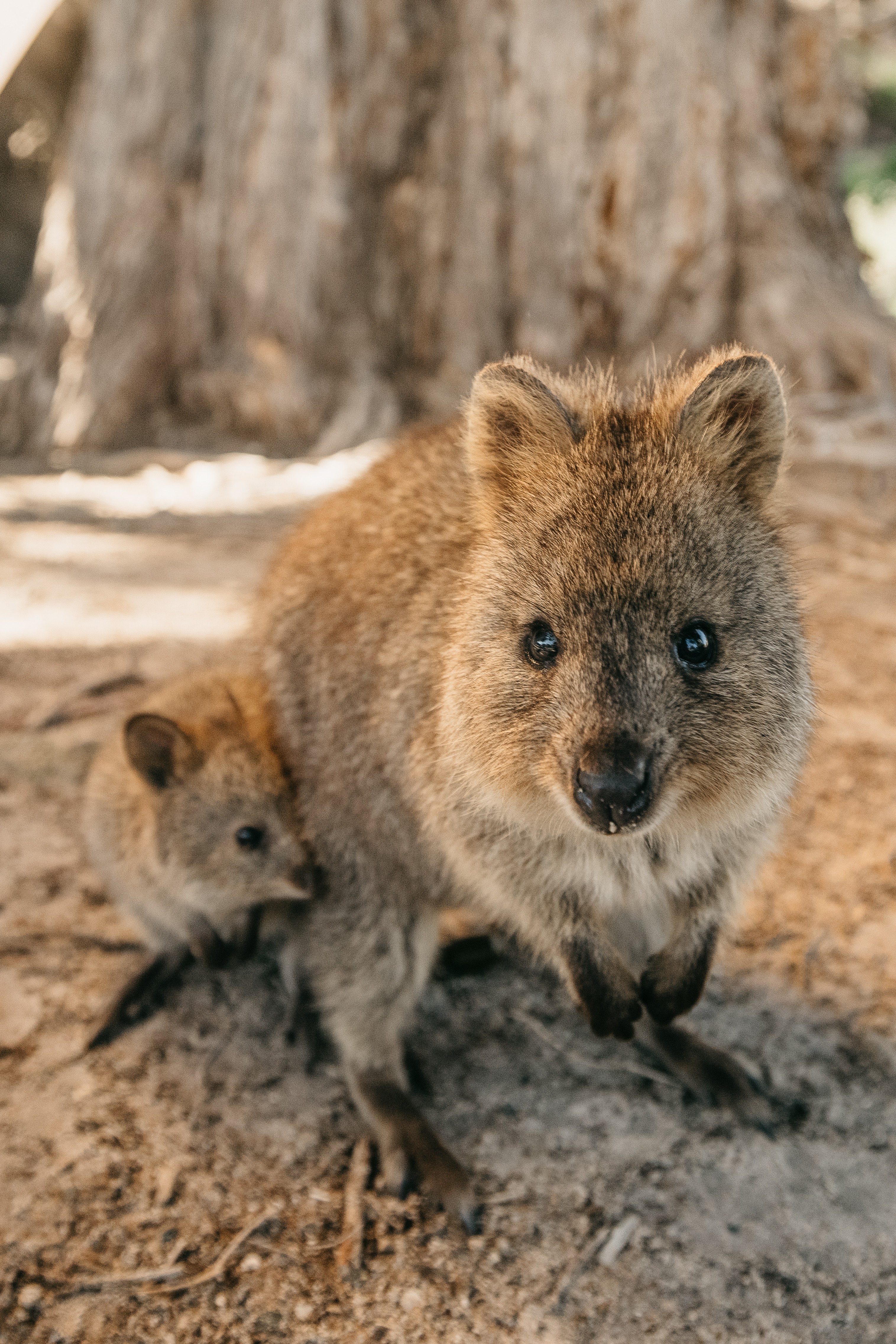 Aus wa Quokkas on Rottnest Island credit Tourism Western Australia