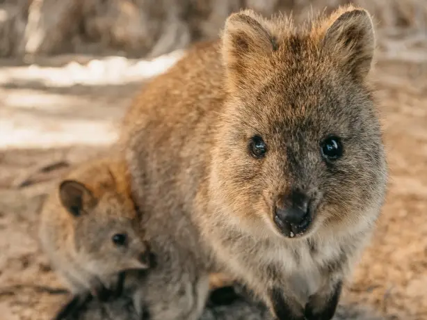 Aus wa Quokkas on Rottnest Island credit Tourism Western Australia
