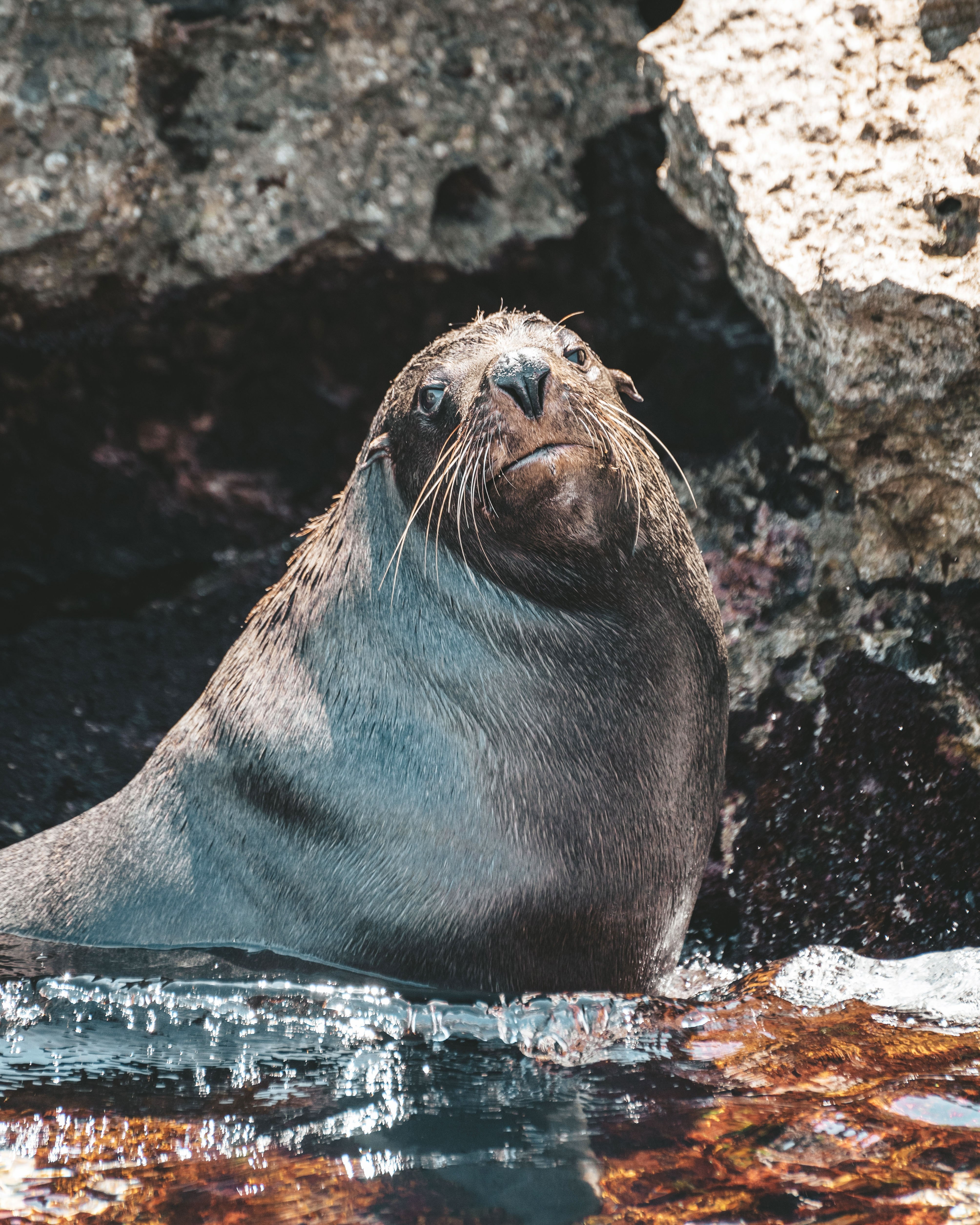 Aus wa rottnest island seal close up credit Tourism Western Australia