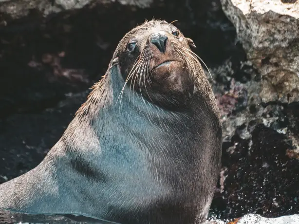 Aus wa rottnest island seal close up credit Tourism Western Australia