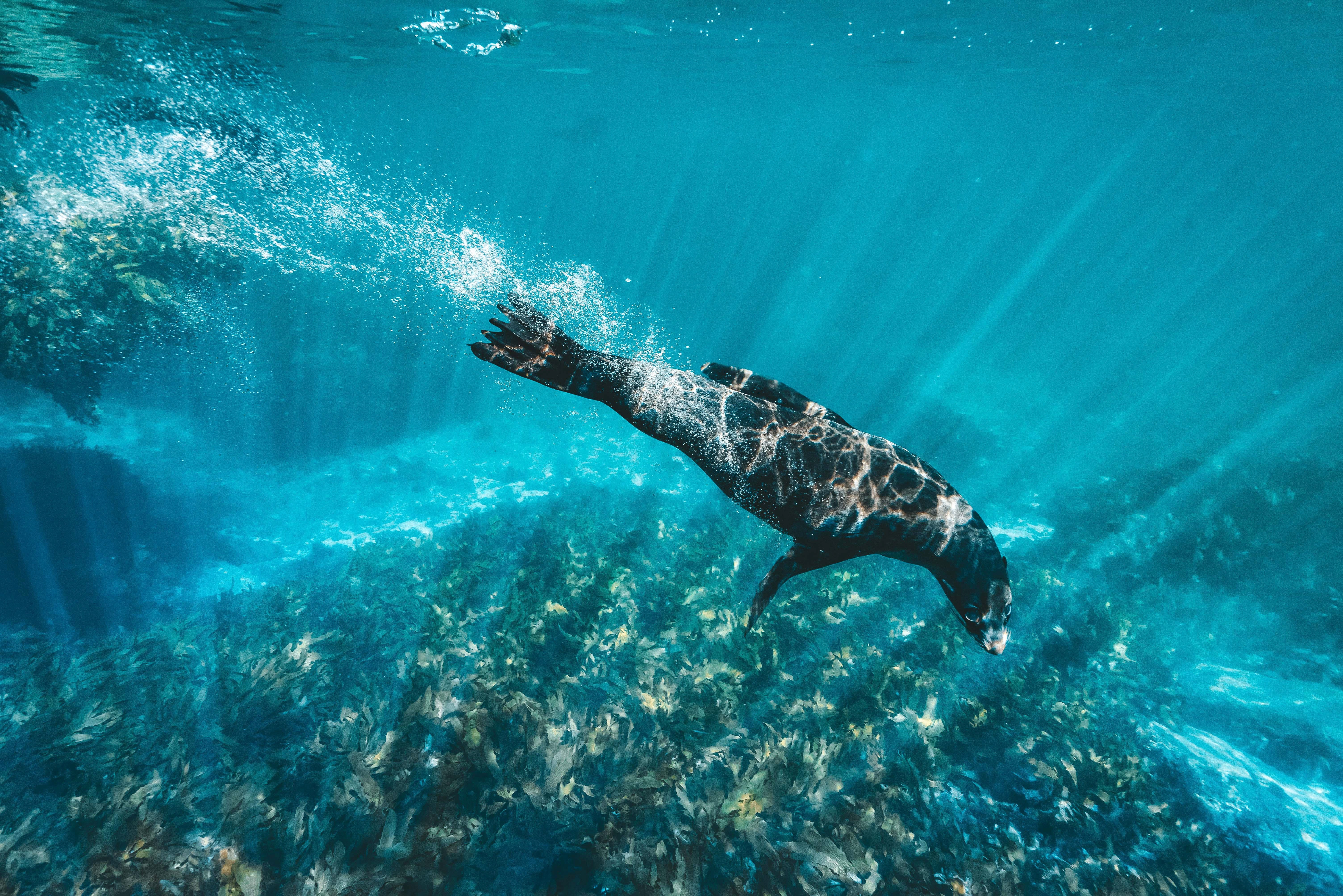 Aus wa rottnest island seal swim credit Tourism Western Australia