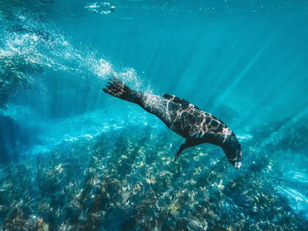 Aus wa rottnest island seal swim credit Tourism Western Australia